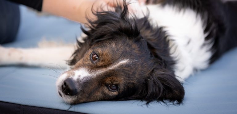 Ein Hund liegt auf dem Rücken und wird sanft am Bauch gestreichelt.