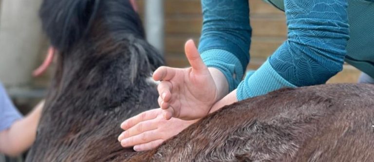 Eine Person steht neben einem Pferd und streichelt dessen Kopf, umgeben von grünen Pflanzen.
